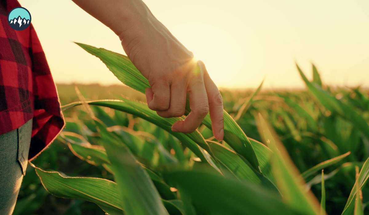 CanaMigrate CanaMigrate